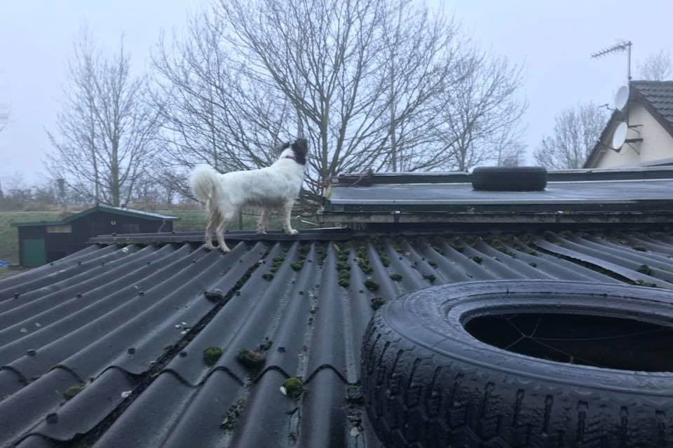 Inspectie op het dak